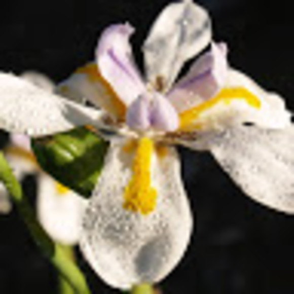 Meet your Posher, Sarah - Picture 1 of 1